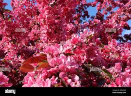 Attēlu rezultāti vaicājumam “Malus purpurea flower”