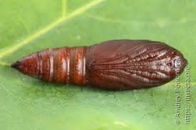 Attēlu rezultāti vaicājumam “Amphipyra perflua”