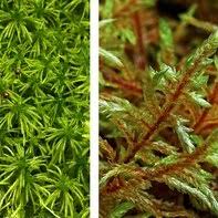 Attēlu rezultāti vaicājumam “Pleurozium schreberi sporophyte”