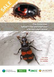 Attēlu rezultāti vaicājumam “Histeridae”