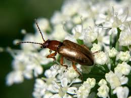 Attēlu rezultāti vaicājumam “Orsodacne cerasi”