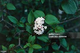 Attēlu rezultāti vaicājumam “Adoxaceae”