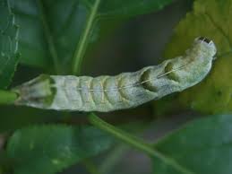 Attēlu rezultāti vaicājumam “Melanchra persicariae larva”