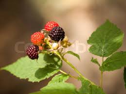 Attēlu rezultāti vaicājumam “Rubus plicatus fruit”