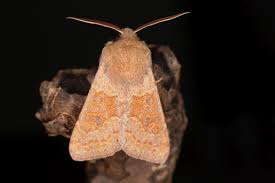 Attēlu rezultāti vaicājumam “Orthosia miniosa”