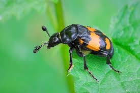 Attēlu rezultāti vaicājumam “Nicrophorus vespilloides”