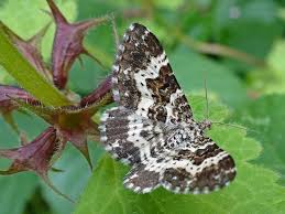 Attēlu rezultāti vaicājumam “Epirrhoe tristata imago”