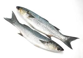 Image result for Chelon saliens