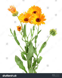 Attēlu rezultāti vaicājumam “Calendula officinalis leaf”