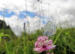 Attēlu rezultāti vaicājumam “Vacciniina optilete underside”