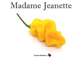 Afbeeldingsresultaat voor mme jeanette hot pepper