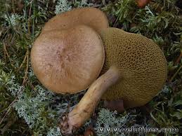 Attēlu rezultāti vaicājumam “Suillus bovinus”