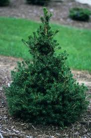 Attēlu rezultāti vaicājumam “Picea abies leaf”