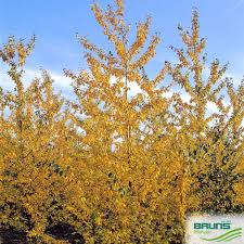 Attēlu rezultāti vaicājumam “Populus x berolinensis”