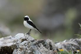 Image result for Oenanthe hispanica