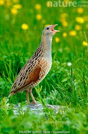 Image result for Crex crex