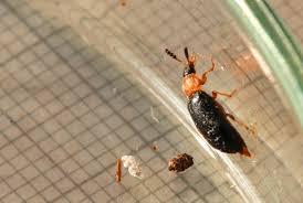 Attēlu rezultāti vaicājumam “Tetratoma fungorum”