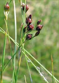 Attēlu rezultāti vaicājumam “Juncus gerardii leaf”