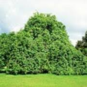 Attēlu rezultāti vaicājumam “Fraxinus excelsior Pendula”