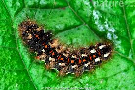 Attēlu rezultāti vaicājumam “Acronicta rumicis larva”