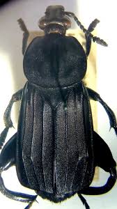 Attēlu rezultāti vaicājumam “Necrodes littoralis”