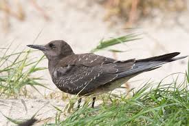 Image result for Onychoprion fuscatus