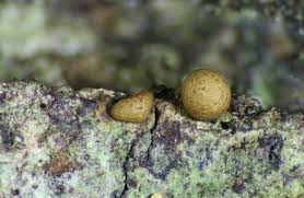 Attēlu rezultāti vaicājumam “Badhamia affinis var. microspora”