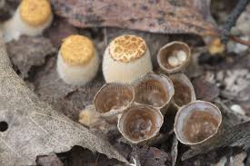 Attēlu rezultāti vaicājumam “Crucibulum laeve”