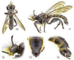 Attēlu rezultāti vaicājumam “Choerades sp.”