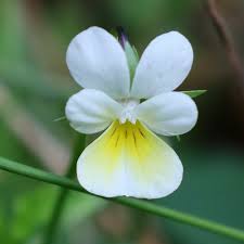 Attēlu rezultāti vaicājumam “Viola arvensis flower”