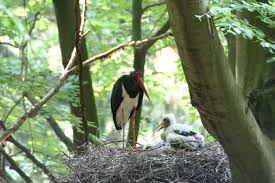 Attēlu rezultāti vaicājumam “Ciconia nigra nest”