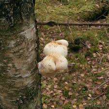 Attēlu rezultāti vaicājumam “Pholiota heteroclita”