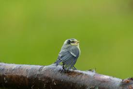 Image result for Cyanistes caeruleus