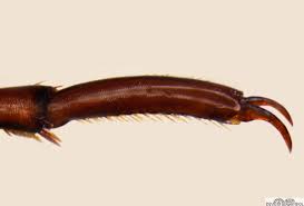 Attēlu rezultāti vaicājumam “Hydaticus transversalis”