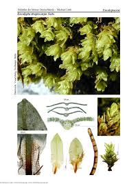 Attēlu rezultāti vaicājumam “Encalypta streptocarpa”