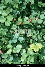 Attēlu rezultāti vaicājumam “Pimpinella major leaf”