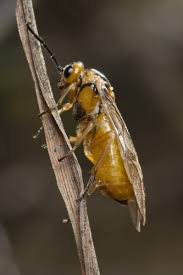 Attēlu rezultāti vaicājumam “Euura brevicornis larva”