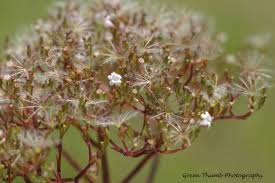 Attēlu rezultāti vaicājumam “Valeriana officinalis fruit”