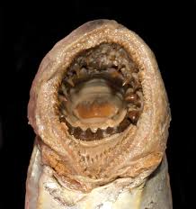 Image result for Lethenteron camtschaticum