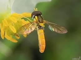 Attēlu rezultāti vaicājumam “Biatora sphaeroides”