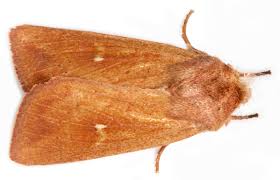 Attēlu rezultāti vaicājumam “Mythimna flammea”