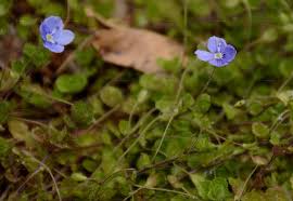Attēlu rezultāti vaicājumam “Veronica filiformis”