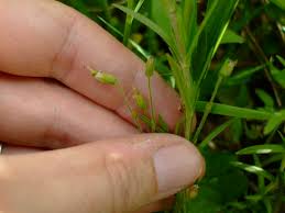 Attēlu rezultāti vaicājumam “Cerastium arvense leaf”