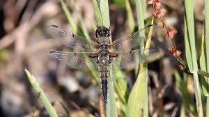 Attēlu rezultāti vaicājumam “Libellula quadrimaculata”