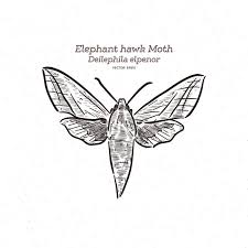 Attēlu rezultāti vaicājumam “Deilephila elpenor imago”