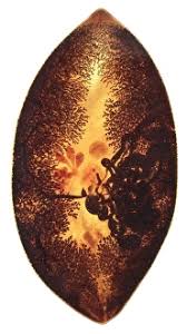 Attēlu rezultāti vaicājumam “Plathelminthes”