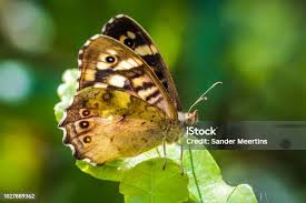 Attēlu rezultāti vaicājumam “Pararge aegeria underside”