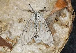 Attēlu rezultāti vaicājumam “Cerura vinula”