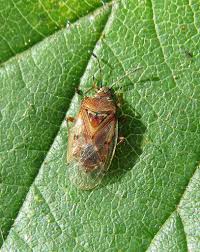 Attēlu rezultāti vaicājumam “Kleidocerys resedae imago”