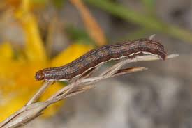 Attēlu rezultāti vaicājumam “Actinotia polyodon”